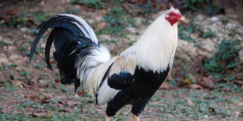 Lý do nên chọn Asil Mỹ khi chơi đá gà